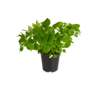 menthe poivrée