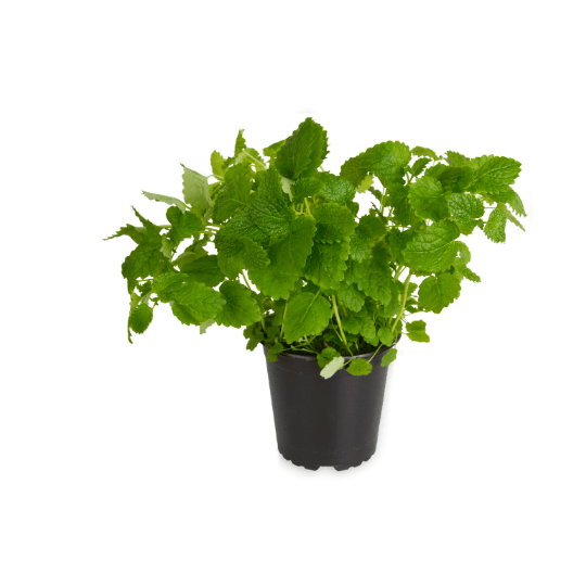 menthe poivrée