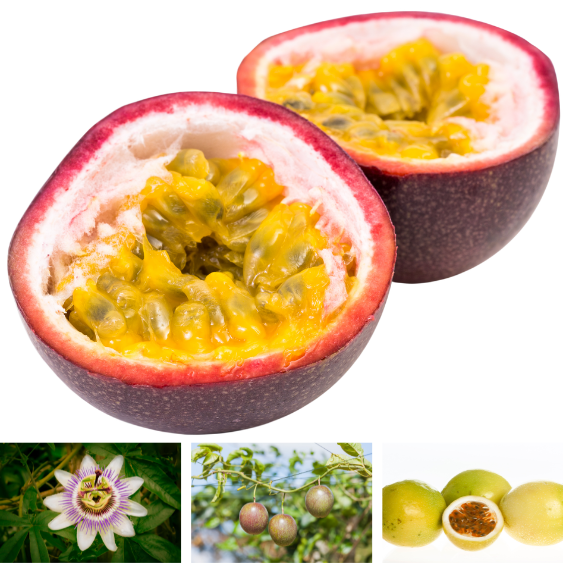 semences Fruit de la passion
