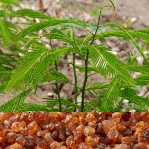 Acacia gommier