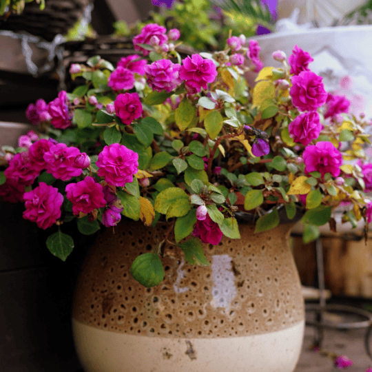 Bougainvillier