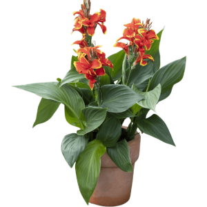 Canna generalis