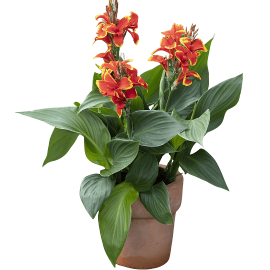 Canna generalis
