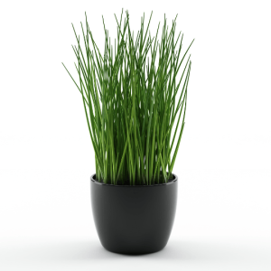 Ciboulette-pot