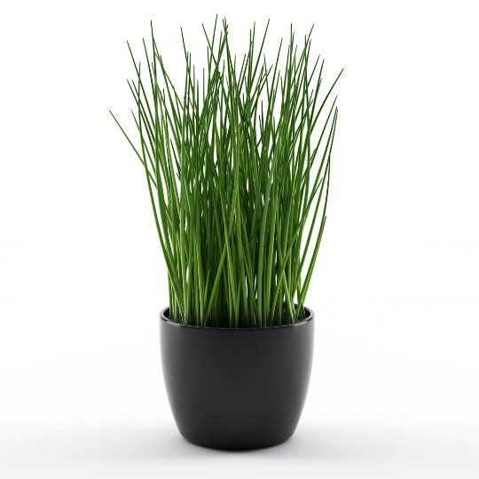 Ciboulette-pot