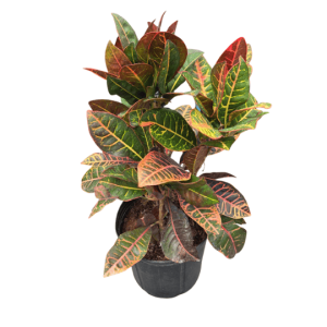 Croton (Codiaeum variegatum)