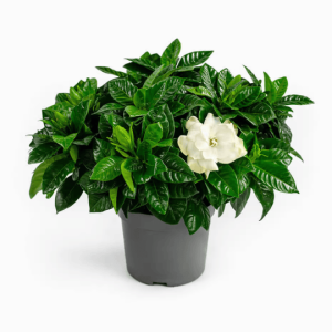 Gardénia