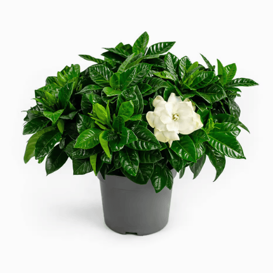 Gardénia