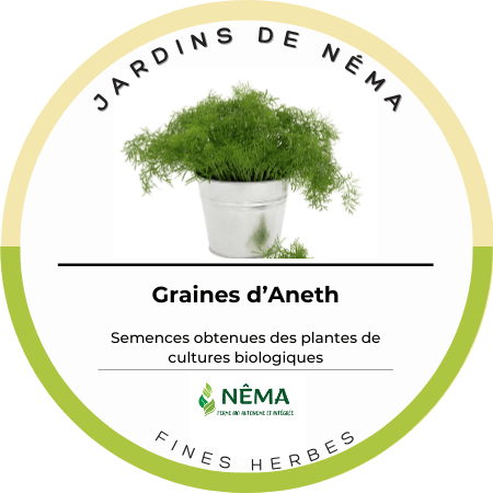 Graine d'aneth