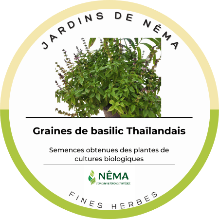 Graines de Basilic Thai