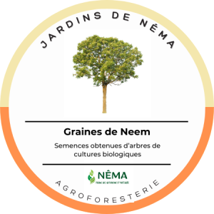 Graines de Neem_resto