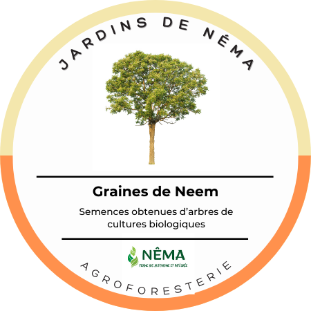 Graines de Neem_resto
