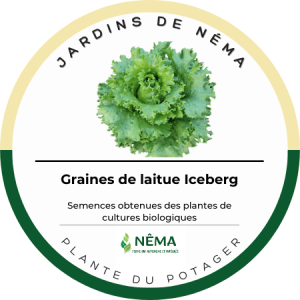 Graines de laitue iceberg
