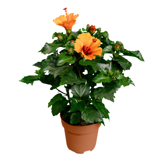 Hibiscus rosa-sinensis