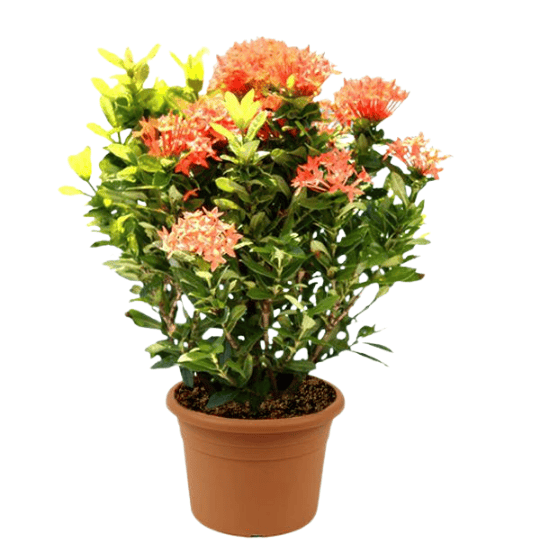Ixora coccinea