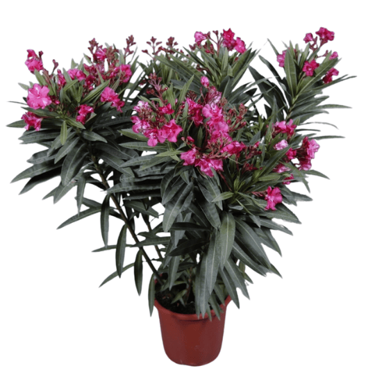 Laurier rose (Nerium oleander)