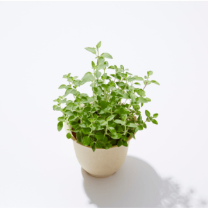 Origan-pot