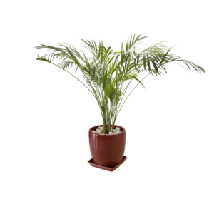 Palmier bambou