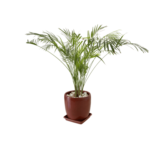 Palmier bambou