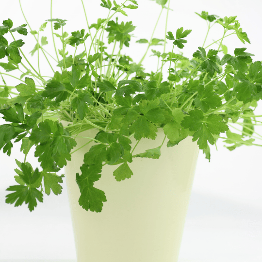 Persil plat-pot
