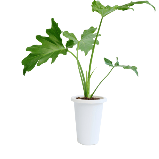Philodendron selloum