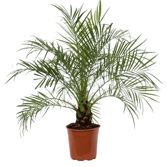 Phoenix roebelenii (dattier nain)