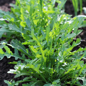 Roquette