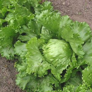 Salade Eden