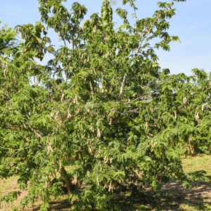 Tamarinier