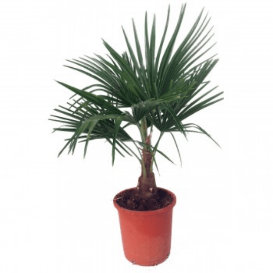 Washingtonia robusta