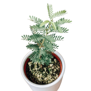 acacia senegal-pot