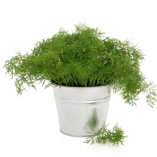 aneth en pot