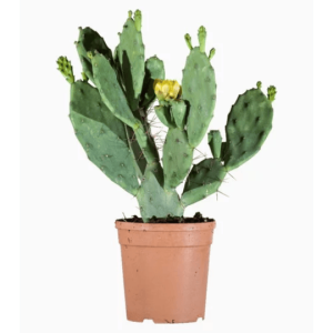 cactus nopalea cochenilifer