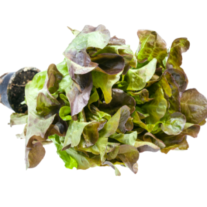laitue feuille de chêne