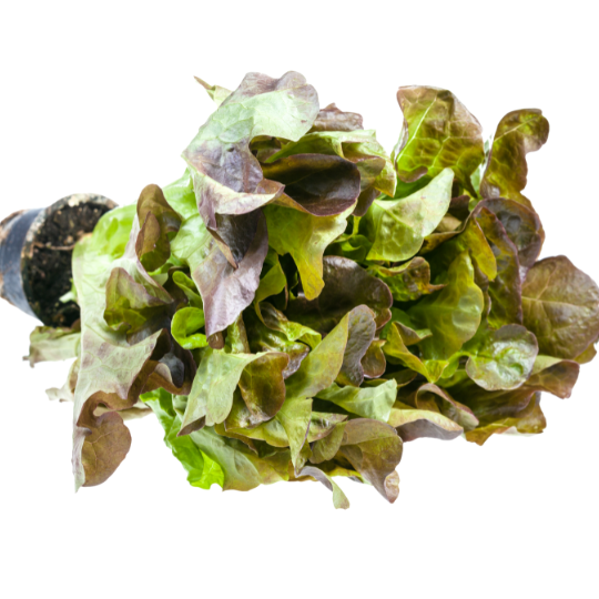 laitue feuille de chêne