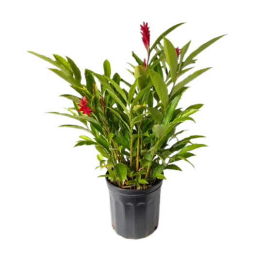 Alpinia purpurata
