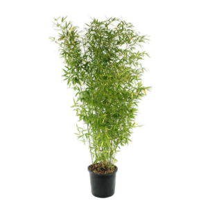 Bambou doré