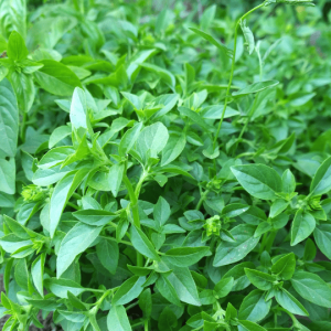 Basilic africain