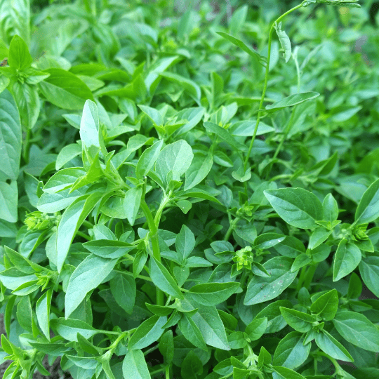 Basilic africain