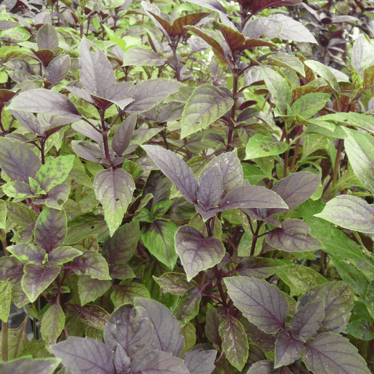 Basilic pourpre