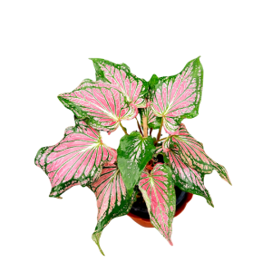 Caladium