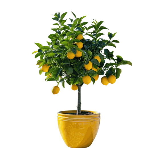Citronnier Brasilia