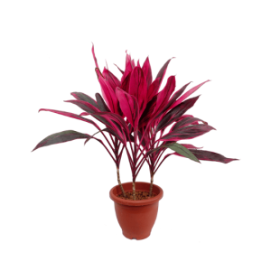 Cordyline fruticosa