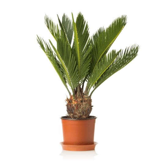 Cycas revoluta