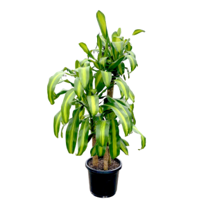 Dracaena fragrans