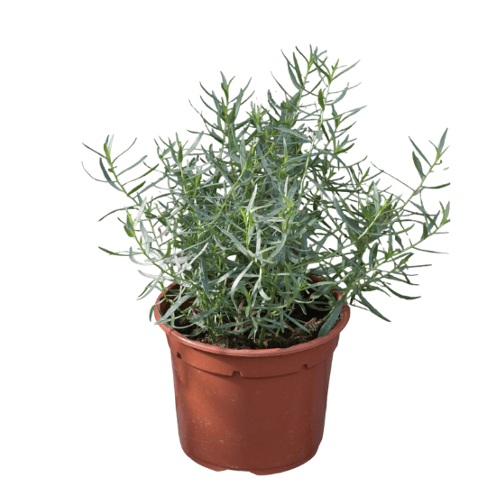Estragon