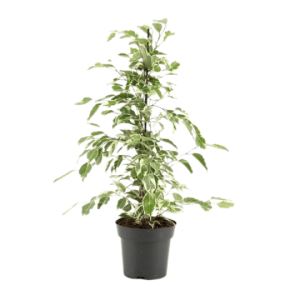 Ficus benjamina compacta