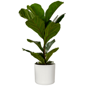 Ficus lyrata