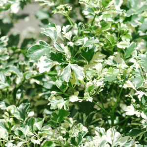 Géranium aralia