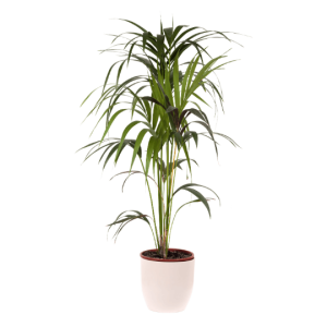 Kentia